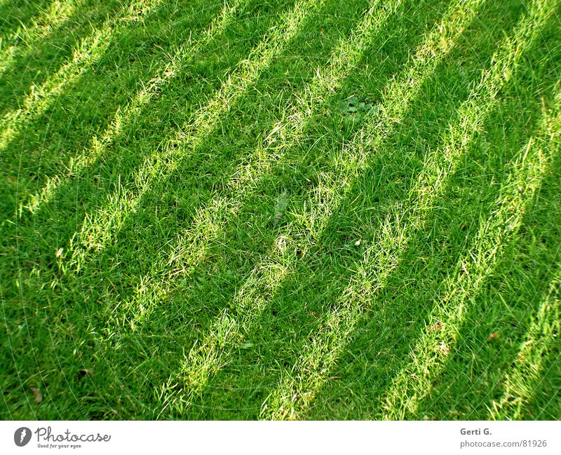 Green strip Park Stripe Striped Grass Meadow Diagonal Dark Blade of grass Summer Bilious green Lawnmower Zebra crossing Foliage plant Joy forage lawnmower man