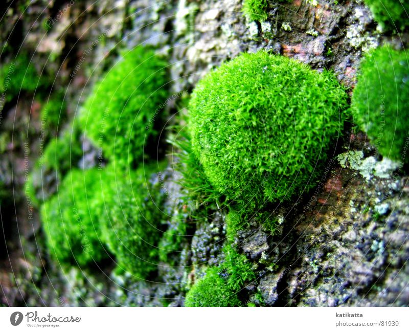 moss Tree Green Tree bark Soft Delicate Clearing Tree trunk Glade Environment Nature To go for a walk Emotions wooded valley Moss