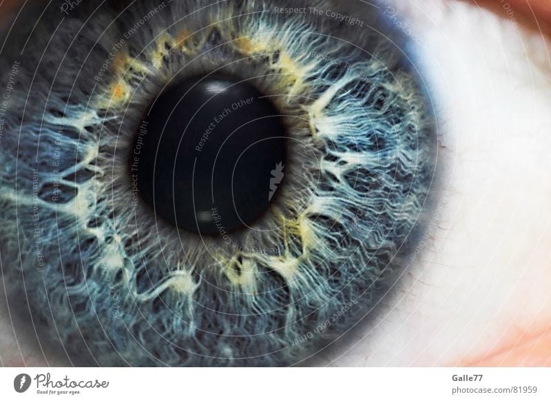 iris Pupil Iris Eyes Macro (Extreme close-up) Close-up Structures and shapes Looking Blue Partially visible Detail Detail of face