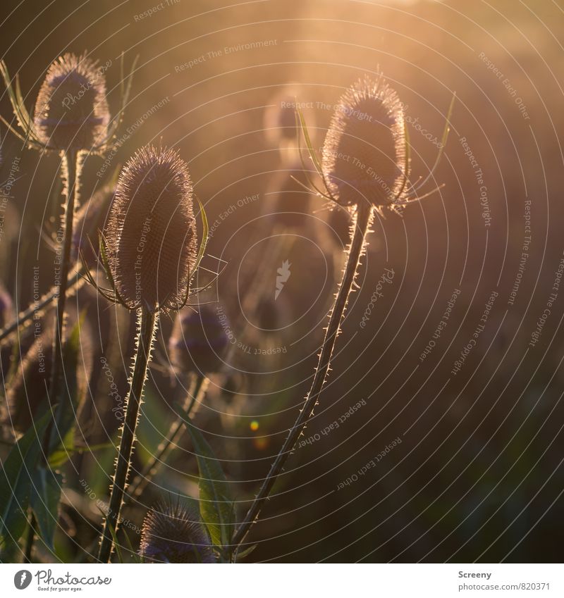 backlight cards Nature Landscape Plant Sunlight Summer Bushes Teasel Glittering Point Warmth Brown Yellow Gold Green Serene Calm Idyll Colour photo