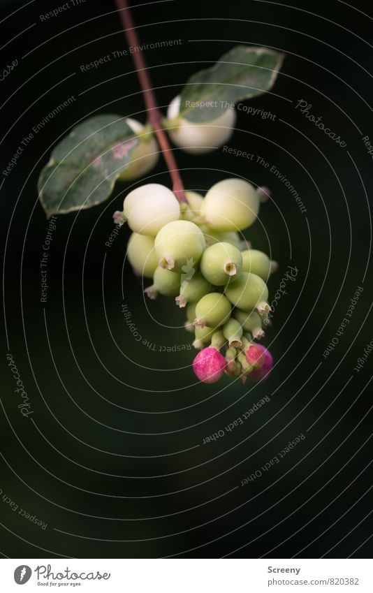 killer peas Nature Plant Summer Bushes Leaf Blossom Park Blossoming Growth Green Pink Black White Mature Branch Colour photo Macro (Extreme close-up) Deserted