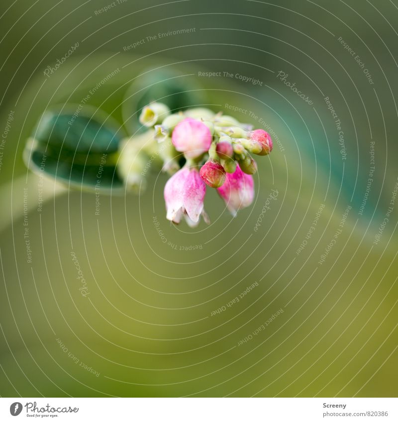 Small Nature Plant Spring Summer Bushes Leaf Blossom Park Blossoming Fragrance Growth Green Pink White Delicate Colour photo Macro (Extreme close-up) Deserted