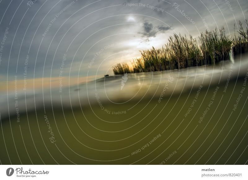 Bodden Nature Landscape Plant Water Sky Clouds Sunrise Sunset Weather Bad weather Grass Baltic Sea Brown Gray Green Orange Dreary Oderhaf Boddenlandscape NP