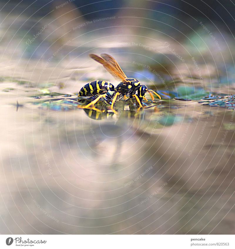 Pond dreams. Swim wings. Elements Water Summer Plant Garden Animal Wasps field wasp 1 Drinking Colour photo Exterior shot Close-up Macro (Extreme close-up)