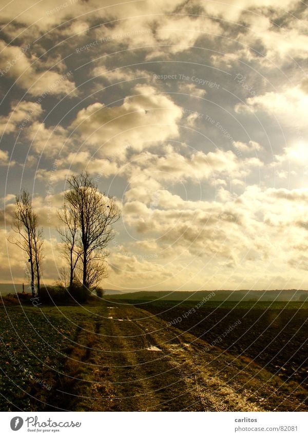 Germany - a winter fairy tale ? Clouds Tree Green Field Brown Horizon Calm Vanishing point Agriculture To be silent Serene Winter Weather Sky Blue Earth