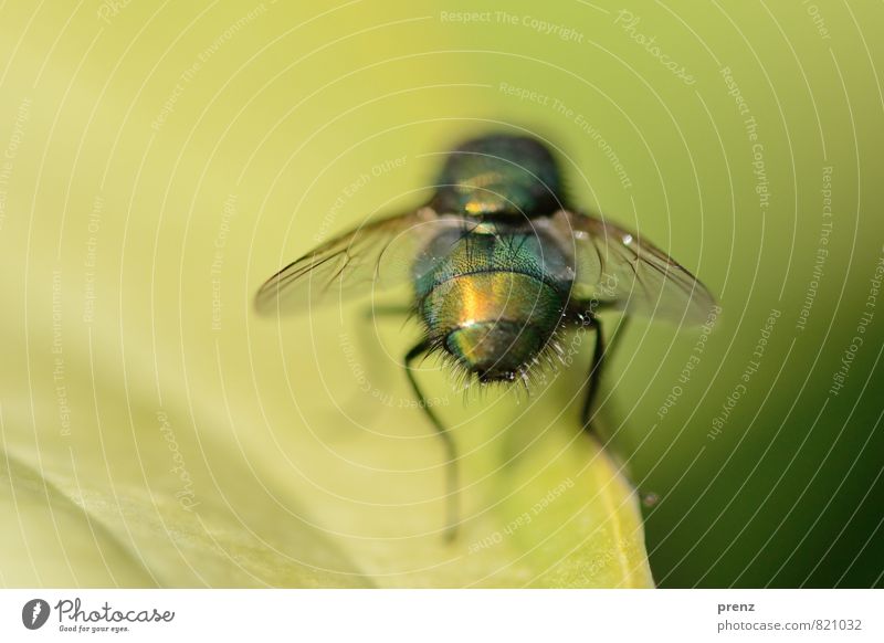 matter of opinion Environment Nature Animal Wild animal Fly 1 Green Insect Sit Colour photo Close-up Macro (Extreme close-up) Deserted Copy Space right Day