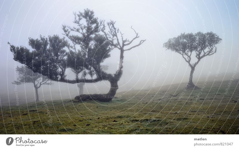 hump Landscape Plant Sky Clouds Spring Weather Bad weather Fog Tree Grass Moss Meadow Deserted Brown Gray Green White Mysterious Colour photo Subdued colour