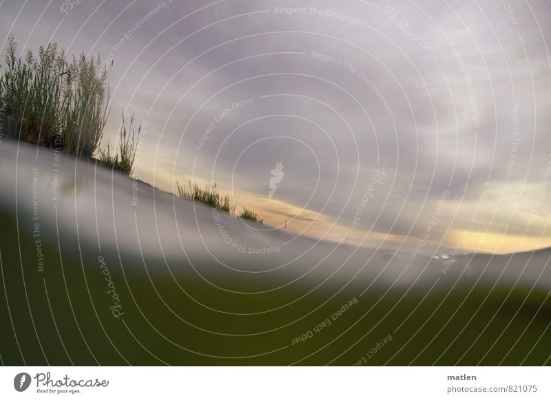 aquatic plants Landscape Plant Water Sky Clouds Sunrise Sunset Grass Waves Baltic Sea Gray Green White Movement Boddenlandscape NP Underwater photo Above water