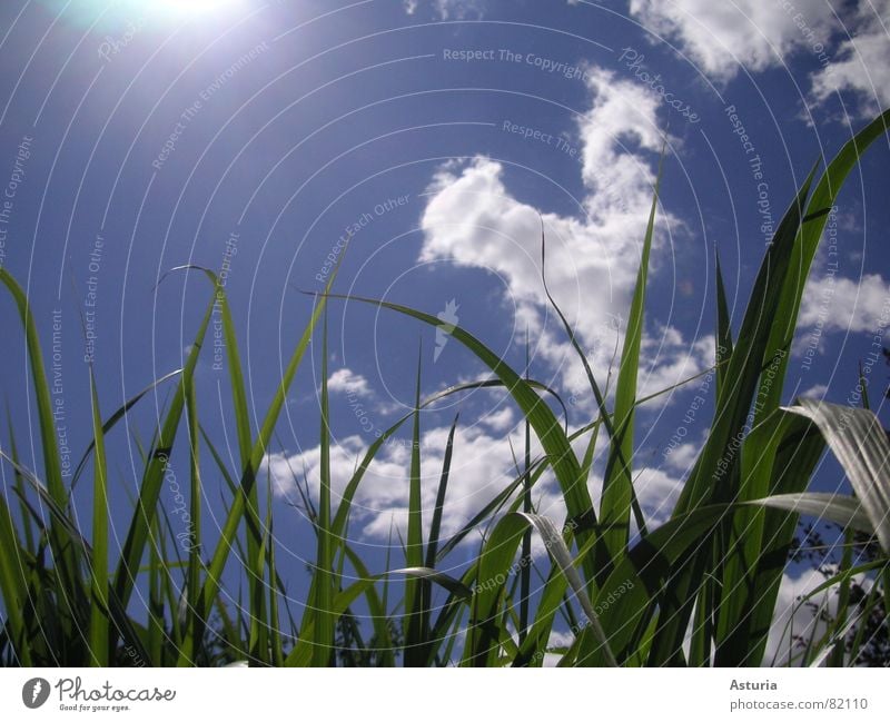 up above Lighting Clouds Green Sunbeam Summer Sky Blue Nature