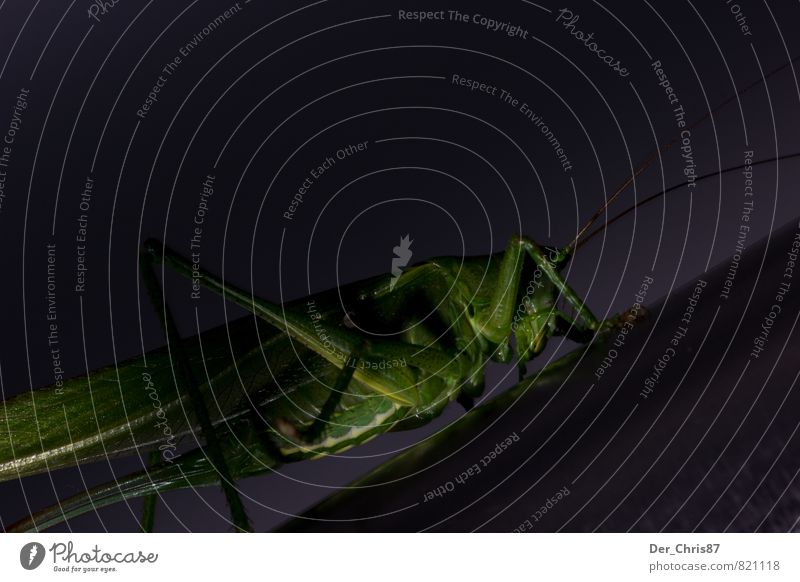 Low Key Grasshopper Nature Animal Wild animal Beetle Dryland grasshopper 1 Crouch Crawl Wait Esthetic Athletic Exceptional Dark Elegant Near Green Power Brave