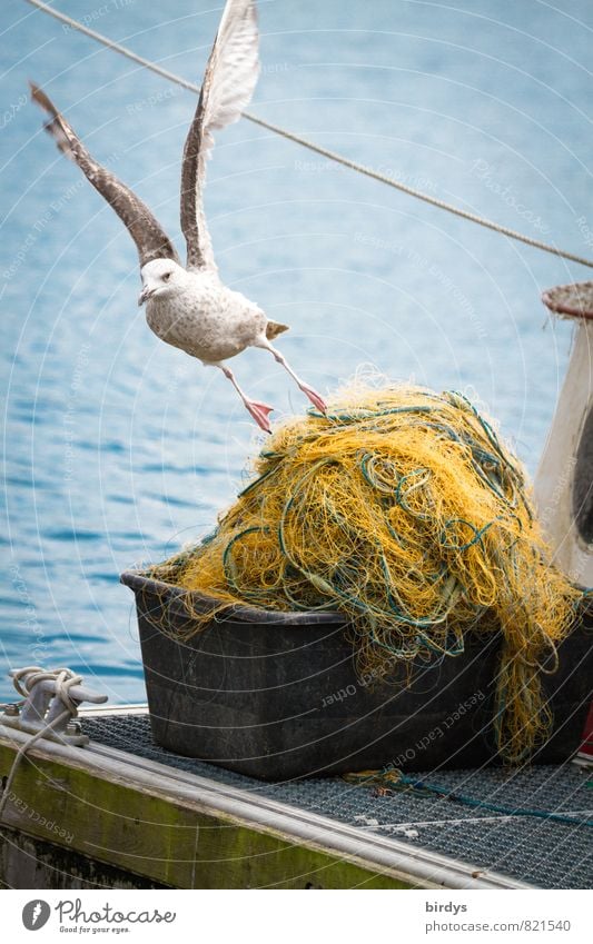 take off Fishery North Sea Baltic Sea Ocean Fishing village Seagull 1 Animal Flying Exceptional Maritime Positive Life Esthetic Movement Relationship Idyll