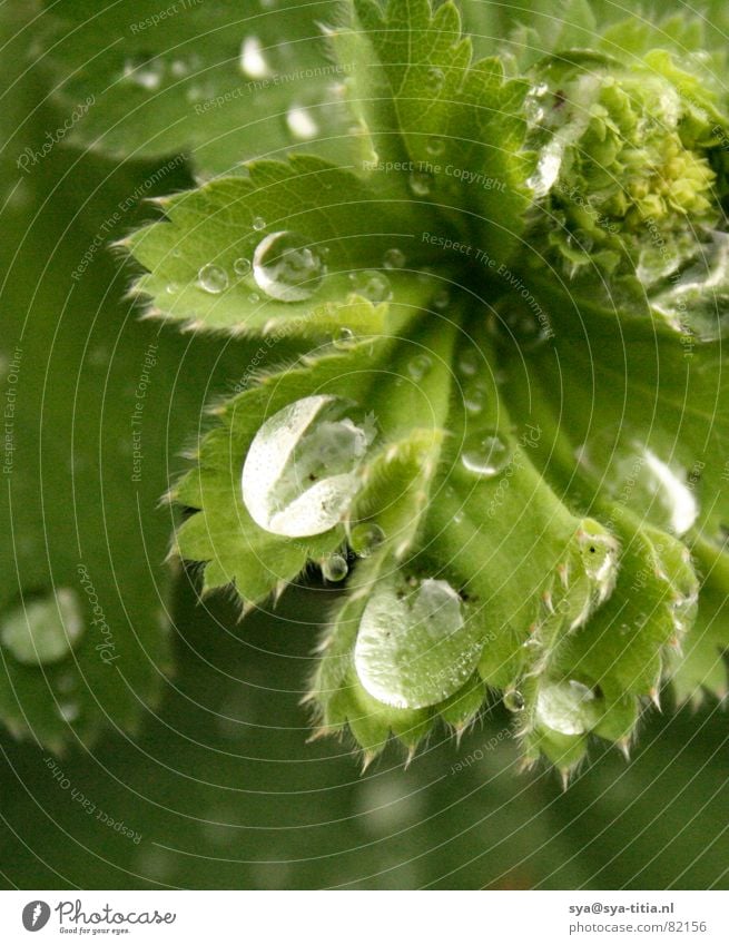 Drops on leaf Green 3 Trickle Macro (Extreme close-up) Close-up morning dew leaves water Morning dribble