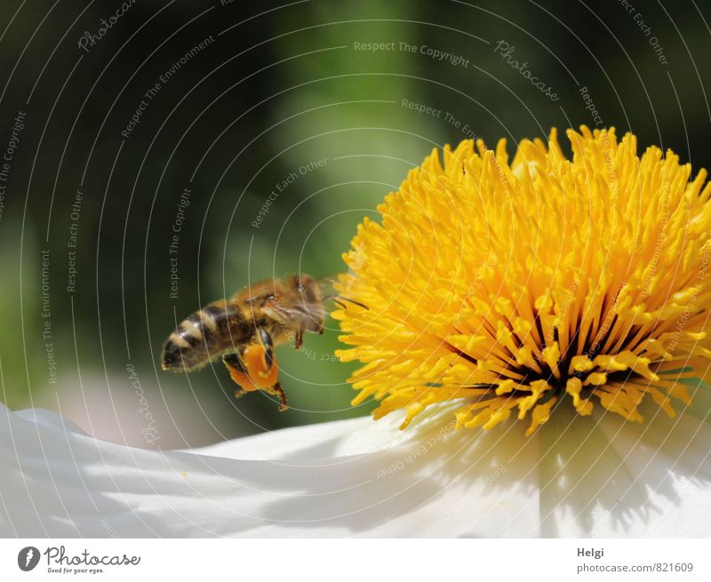 hardworking honey collector... Environment Nature Plant Summer Beautiful weather Flower Blossom Blossom leave Pistil Poppy blossom Garden Animal Farm animal Bee