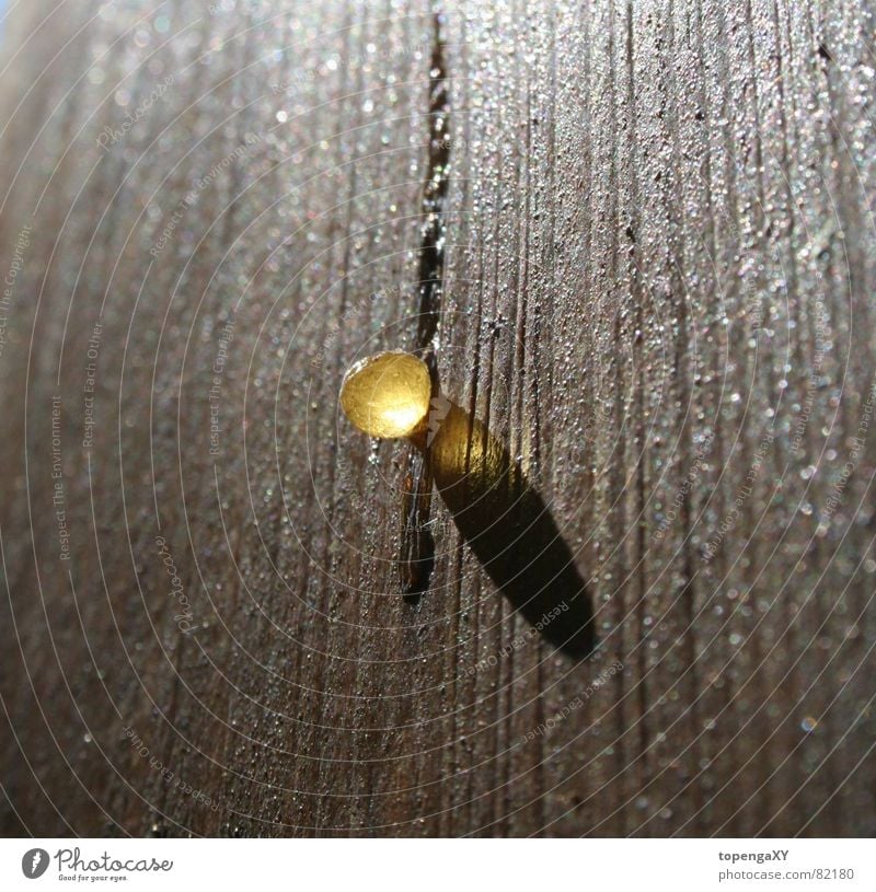 the golden drop Social law Wood Light Small Macro (Extreme close-up) Close-up Sun Gold Shadow Drops of water Sphere