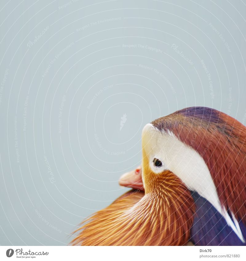 Mandarin(nte I mean of course) Asian Food Animal Park Wild animal Bird Duck Mandarin duck Animal portrait Feather Plumed Beak 1 Swimming & Bathing Esthetic