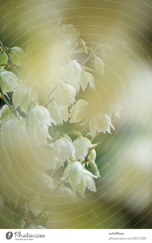 White rinsed II Plant Flower Bushes Green Blossom Bud Flowering plant Petaloid Blossom leave Exterior shot Detail Macro (Extreme close-up) Deserted