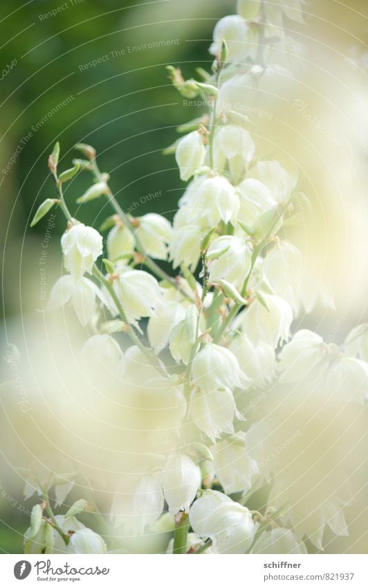 White-washed Nature Plant Flower Bushes Leaf Blossom Romance Ease Bud Flowering plant Flowering plants Petaloid Exterior shot Close-up Detail Deserted