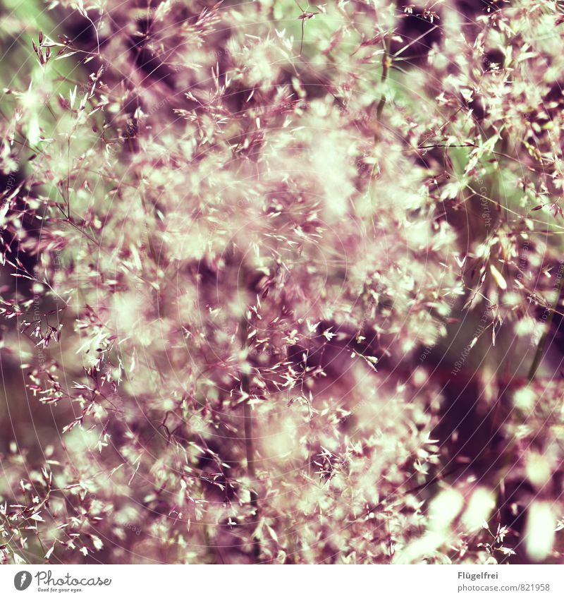 sea of blossoms Nature Plant Blossoming Flower meadow Forest Grass Colour photo Exterior shot Macro (Extreme close-up) Shallow depth of field