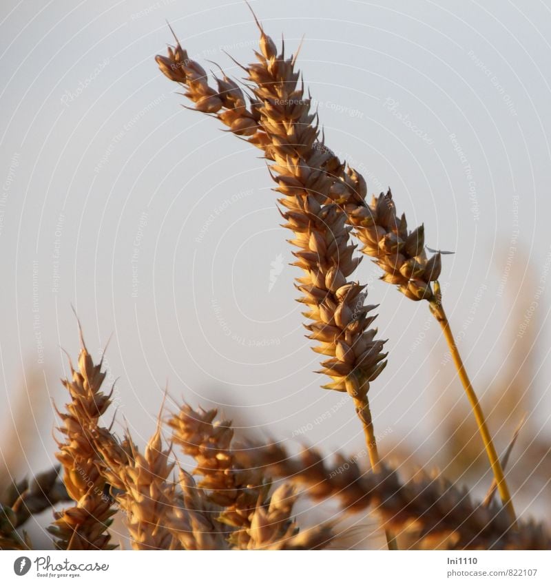 Ears of corn in the sunlight Grain Nutrition Healthy Eating Plant Earth Air Sky Cloudless sky Sun Sunrise Sunset Sunlight Summer Beautiful weather Warmth