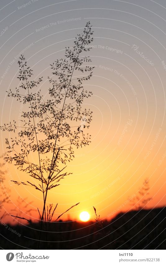 summer evening Nature Landscape Plant Sky Cloudless sky Sun Sunrise Sunset Sunlight Summer Beautiful weather Warmth Grass Shilouettes Field Exceptional Infinity