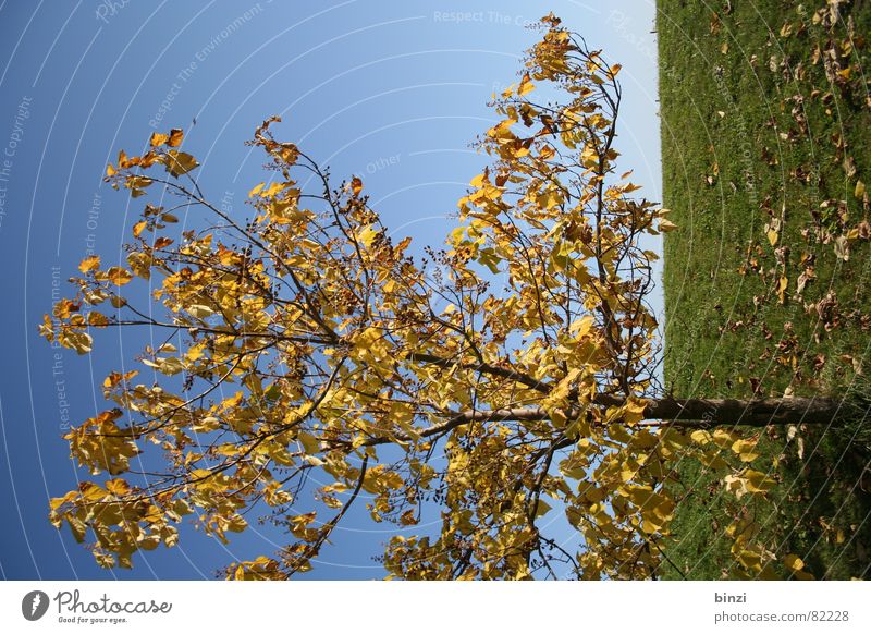 Autumn in Graz Federal State of Styria Tree Leaf Yellow Progress Meadow Horizon Green Seasons Early fall Green space Grass Styrian Tuscany Blue sky