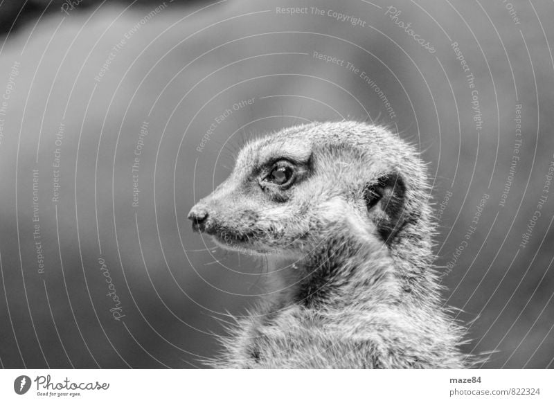 Meerkat Portrait Animal Wild animal Zoo 1 Stone Emotions Happy Contentment Joie de vivre (Vitality) Bravery Self-confident Safety Attentive Life Resolve Dream