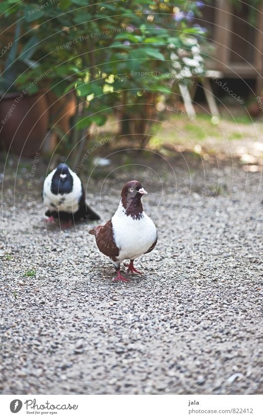 fool sb. Summer Beautiful weather Plant Foliage plant Wild plant Pot plant Animal Wild animal Pigeon 2 Esthetic Natural Colour photo Exterior shot Deserted