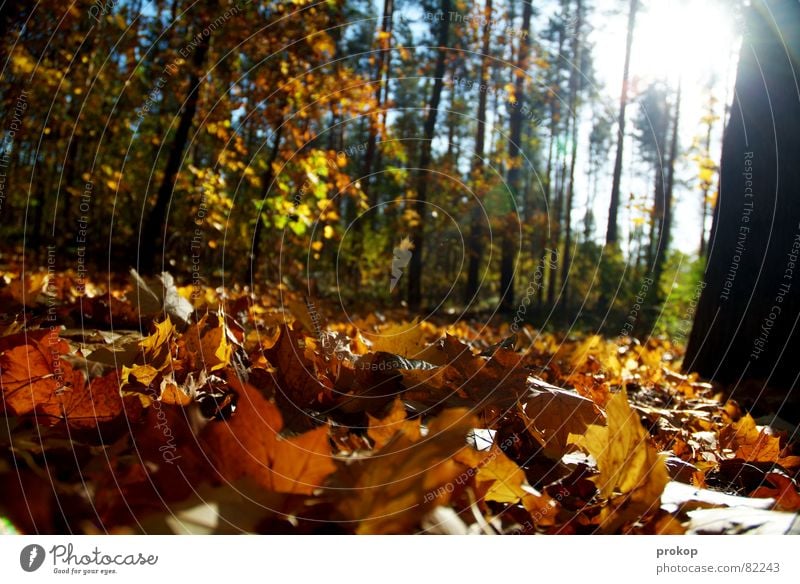 rich and poor Idyll Forest Autumn Leaf Tree Tree trunk Back-light Environment Woodground Bushes Cold Physics Beautiful Undergrowth Fresh Tasty Tree structure