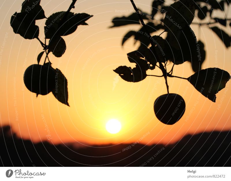 Lure of paradise. Food Fruit Apple Environment Nature Landscape Plant Sky Sun Sunrise Sunset Summer Beautiful weather Tree Leaf Agricultural crop Apple tree