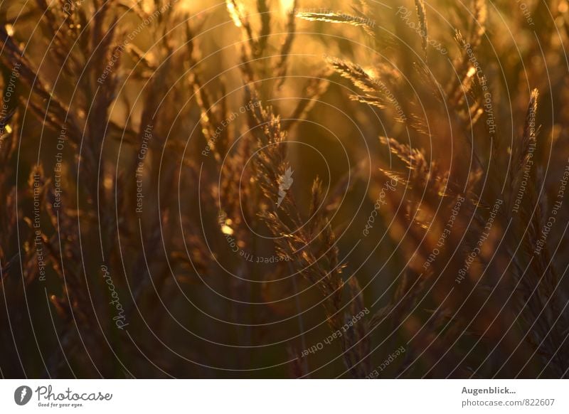 summer night Environment Nature Landscape Sunrise Sunset Sunlight Summer Grass Field Fragrance To enjoy Fresh Natural Beautiful Brown Gold Serene Luxury Value