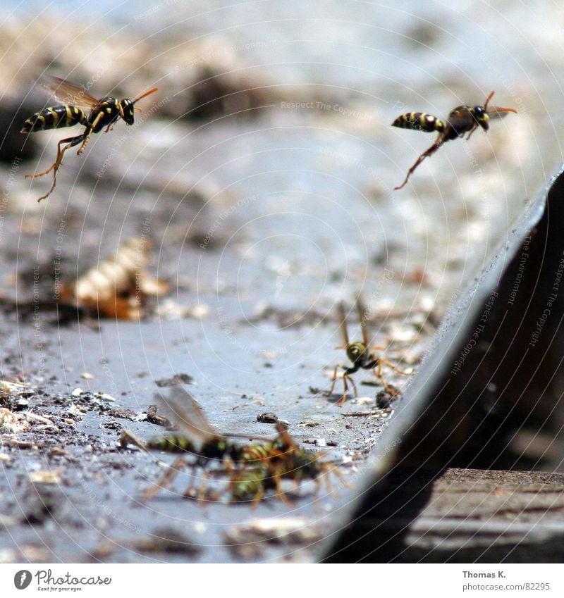 MISSION ACCOMPLISHED!!! Wasps Formation flying Hymenoptera Command Squadron Insect Long-legged Yellow Black Feeler Pierce Bee Depth of field Assassin Wing Span