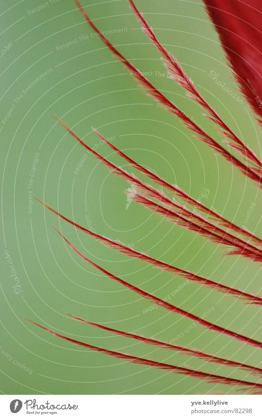 nib Red Green Near Macro (Extreme close-up) Structures and shapes Soft Close-up Detail Feather Part