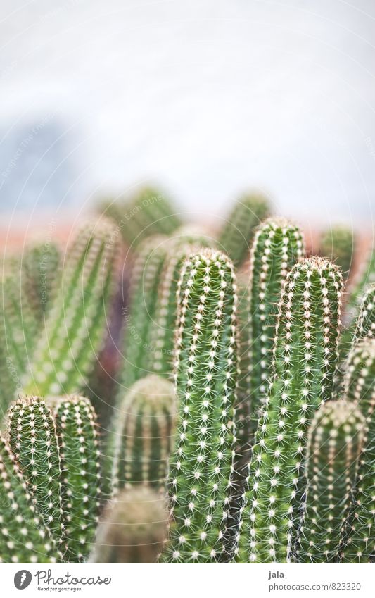 cacti Plant Cactus Foliage plant Pot plant Exotic Esthetic Colour photo Exterior shot Deserted Copy Space top Neutral Background Day