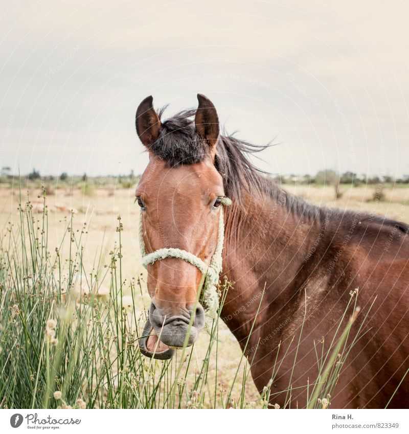 What are you watching III Nature Landscape Horizon Summer Wind Grass Animal Farm animal Horse 1 To feed To talk Halter Snout Nostrils Square Watchfulness Chew