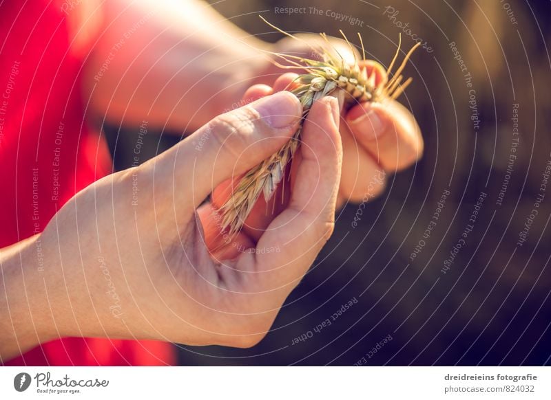 it's an ear of wheat to me Hand Fingers Touch To hold on Natural Contentment Passion Wheat Grain Bend Nature Love of nature Summery Ear of corn Colour photo