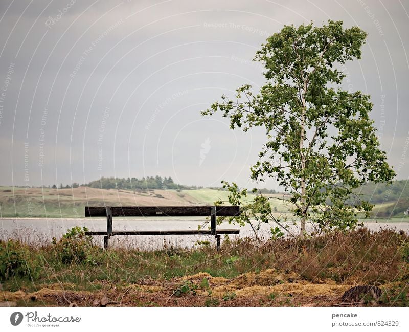 secure bank Nature Landscape Elements Earth Water Summer Tree Grass Bushes Moss Coast Lakeside Fjord North Sea Relaxation Idyll Ease Moody Dream