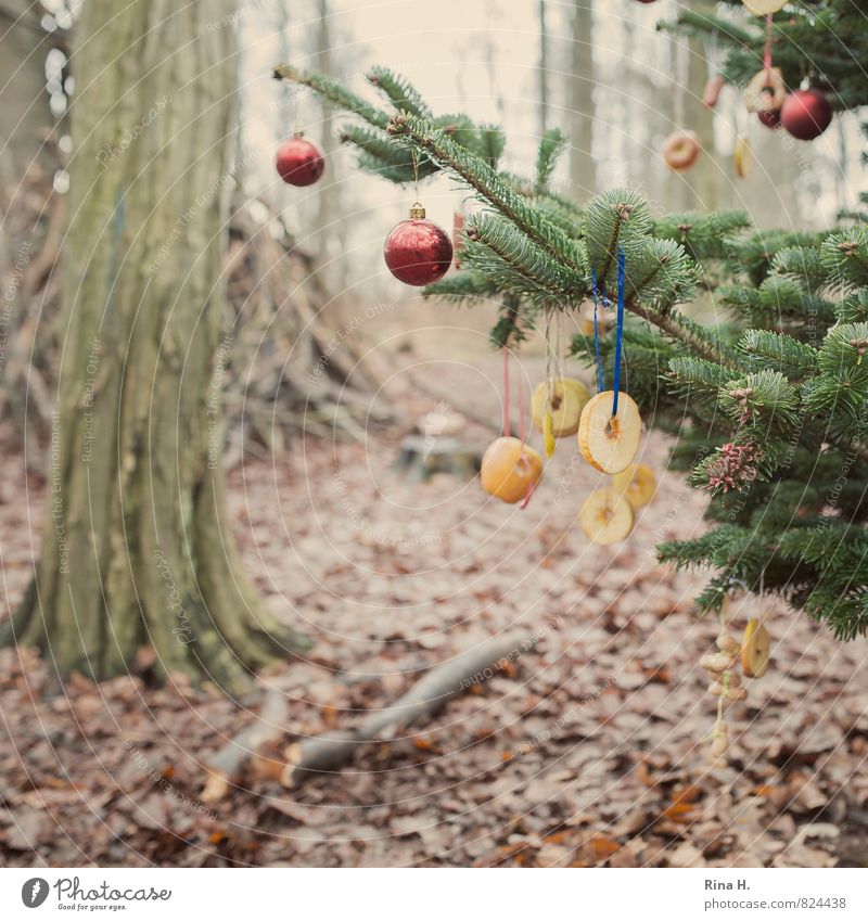 Christmas in the magic forest Christmas & Advent Environment Nature Winter Tree Forest Authentic Natural Moody Joy Joie de vivre (Vitality) Uniqueness Fir tree