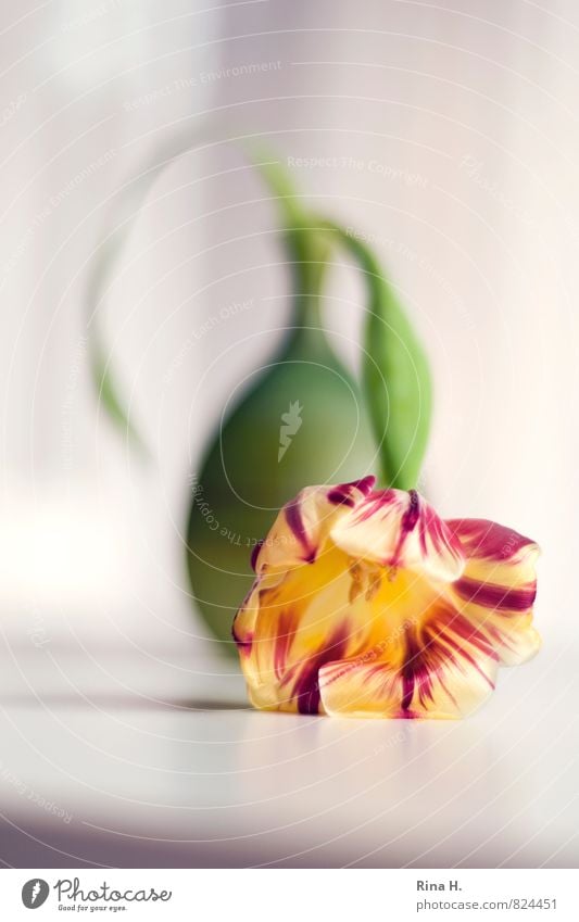 DarLow Flower Tulip Lie Yellow Green Red Lifeless Exhaustion Still Life Vase Colour photo Deserted Copy Space bottom Shallow depth of field