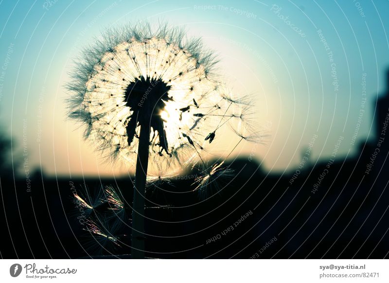 dandelion Dandelion Sunset Dusk Back-light Silhouette Sky Blue Evening Faded flower