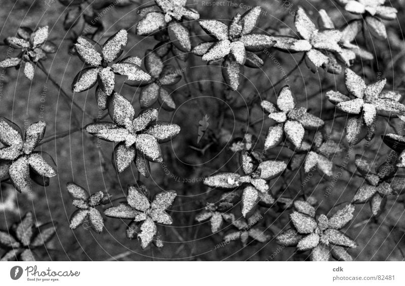 Snowflowers II Snowscape Plant Bushes Cold Still Life Timeless Poetic Botany Winter Ice Environment sugared with snow rhododrendron Cover beginning of winter