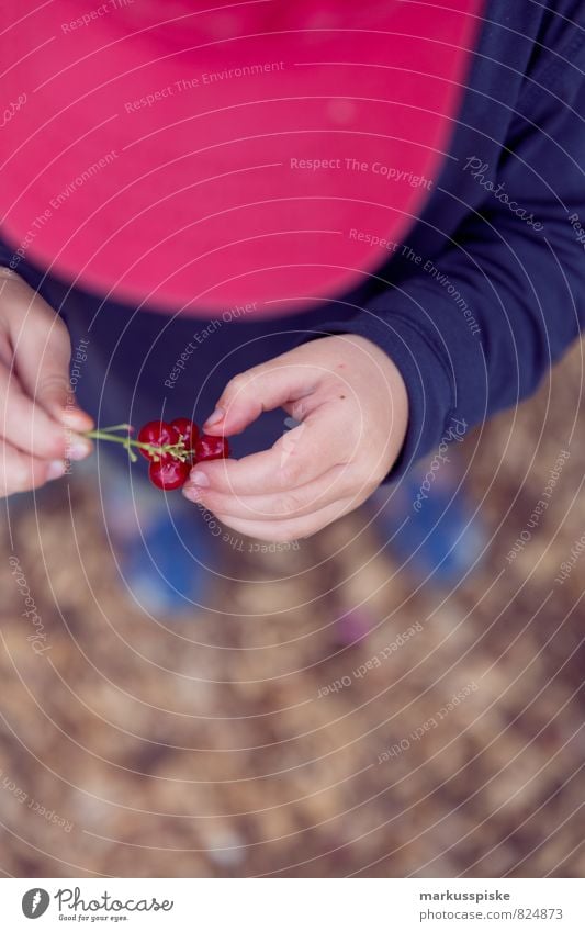 currants munch munch munch Fruit Redcurrant Nutrition Eating Picnic Organic produce Vegetarian diet Diet Healthy Eating Life Harmonious Well-being