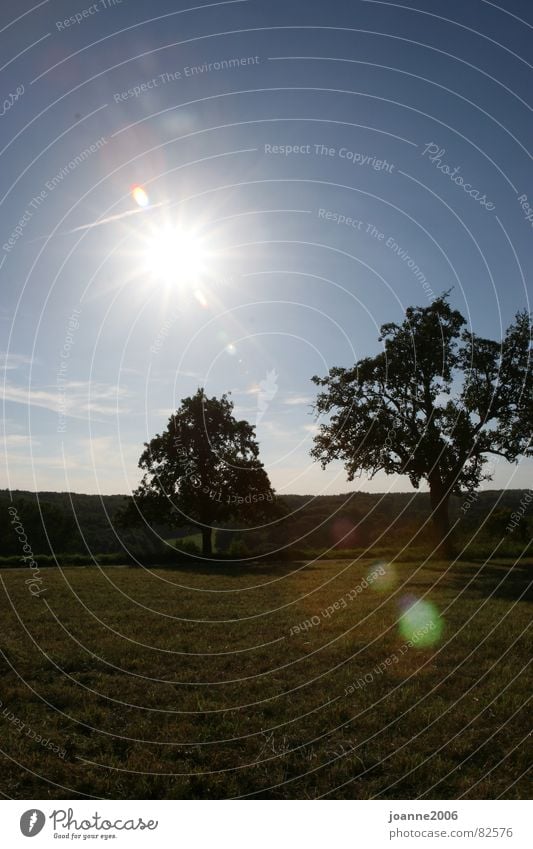 Landscape in the sun Tübingen Light Tree Meadow Sun Reflection