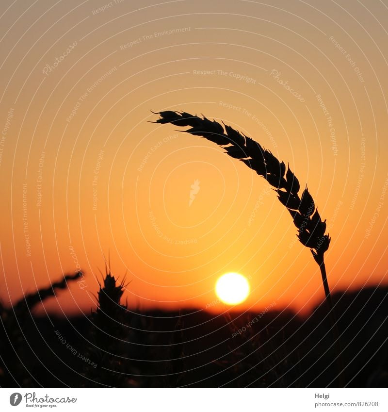 still ´n grain... Environment Nature Landscape Plant Sky Sun Summer Beautiful weather Agricultural crop Grain Wheat Ear of corn Cornfield Illuminate Stand