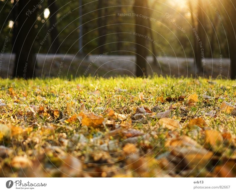 autumn Brown Tree Autumn Leaf Green Forest trees