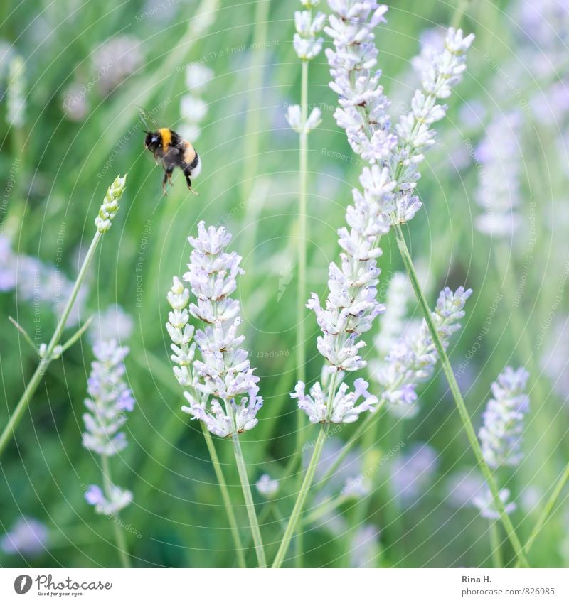 landing approach Nature Summer Beautiful weather Flower Garden 1 Animal Flying Joie de vivre (Vitality) test Bumble bee Insect Lavender Airplane landing