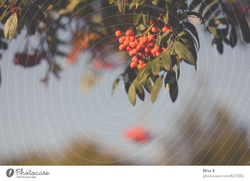 rowan Fruit Garden Environment Nature Cloudless sky Autumn Tree Bushes Park Red Rowan tree leaf Rawanberry Berries Autumnal Autumnal colours Colour photo