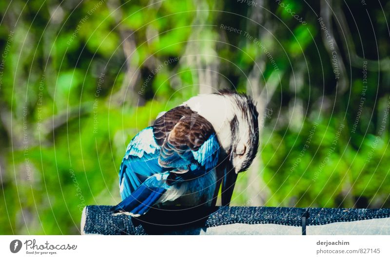 Blue kookaburra, sleeping on Thursday Island in the very north of Queensland / Australia. Only here on the islands the plumage is blue. Exotic Vacation & Travel