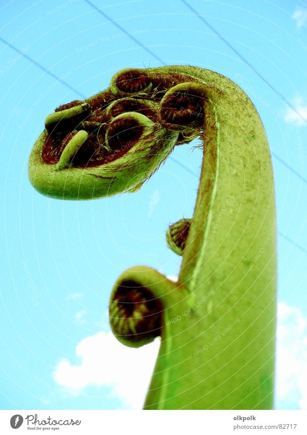 ornate Plant Flower Green Turquoise Cable Clouds Round New Zealand Botany Creeper Pteridopsida Blue Sky Coil Transmission lines cable guide Nature