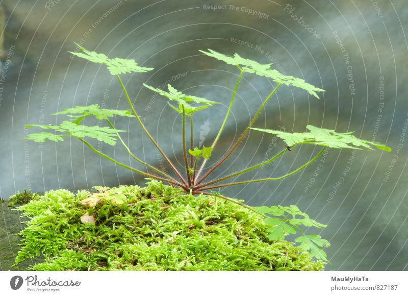 Geranium Stone Summer Mountain Nature Plant Water Climate Flower Grass Moss Leaf Garden Park Forest River Green Light Riverbed Seasons Colour photo