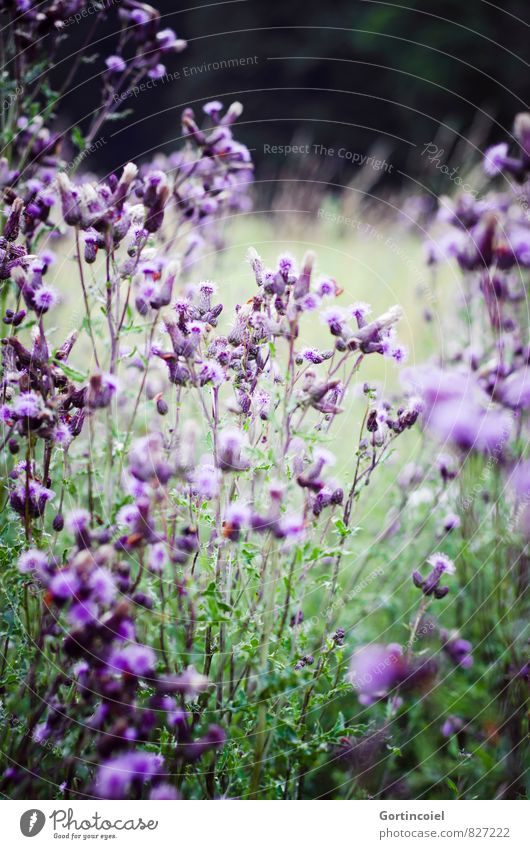 beetle perspective Environment Nature Landscape Plant Summer Flower Grass Blossom Garden Meadow Field Violet Meadow flower Cirsium arvense Field Scratch Thistle